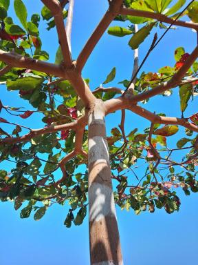 umbrellatree