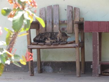 cat