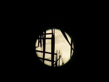 moon&fronds