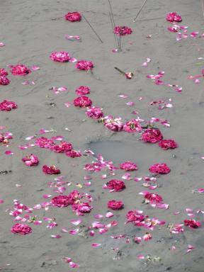 petals