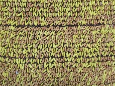 rows