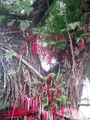 wishingtree2