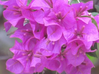 flowersx