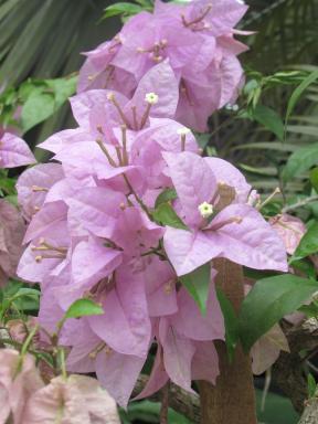 flowers2