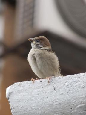 sparrow