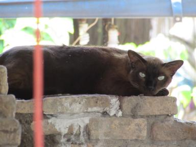 cat