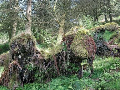 treestump