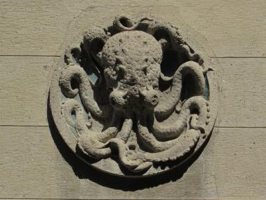 octopus