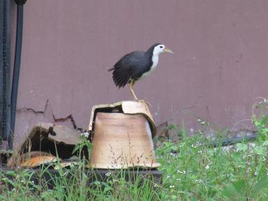 waterhen
