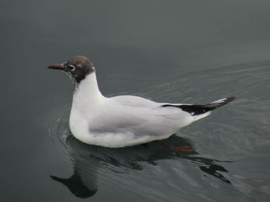 gull