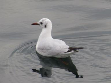gull