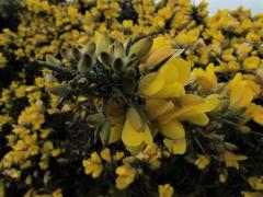 139172