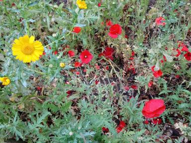 poppies1