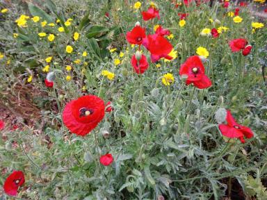 poppies2