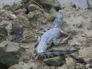 kuchingcroc