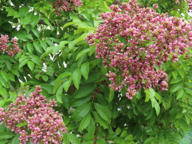 treeflowers