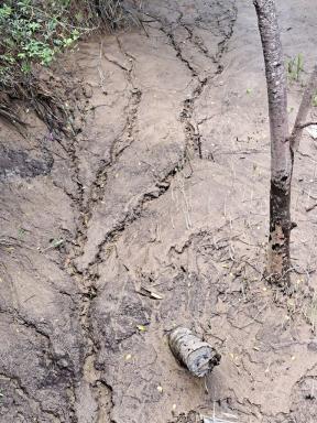 mudtree