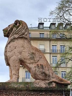 lion
