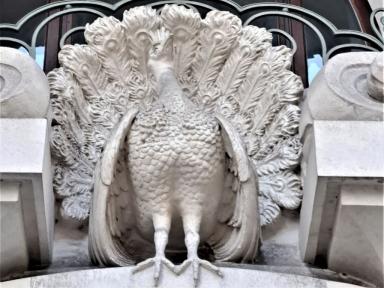 peacock