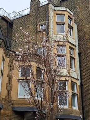 blossom