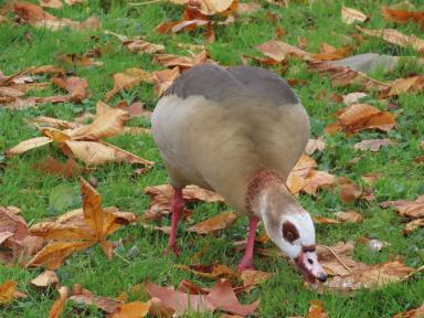 goose