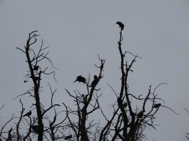 birds&trees