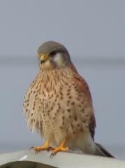 155670
